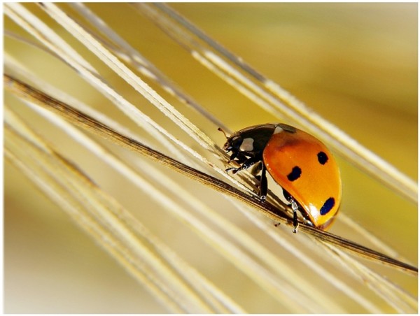 ladybird 